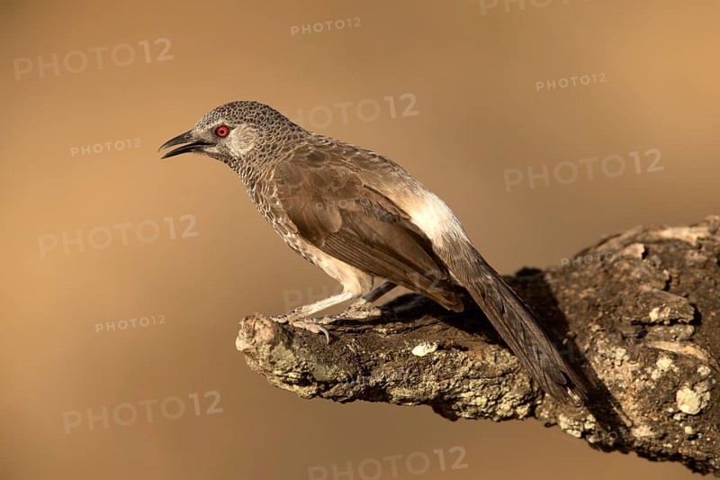 White-rumped Babbler (Turdoides leucopygia), Lake Langano, Ethiopia, Africa