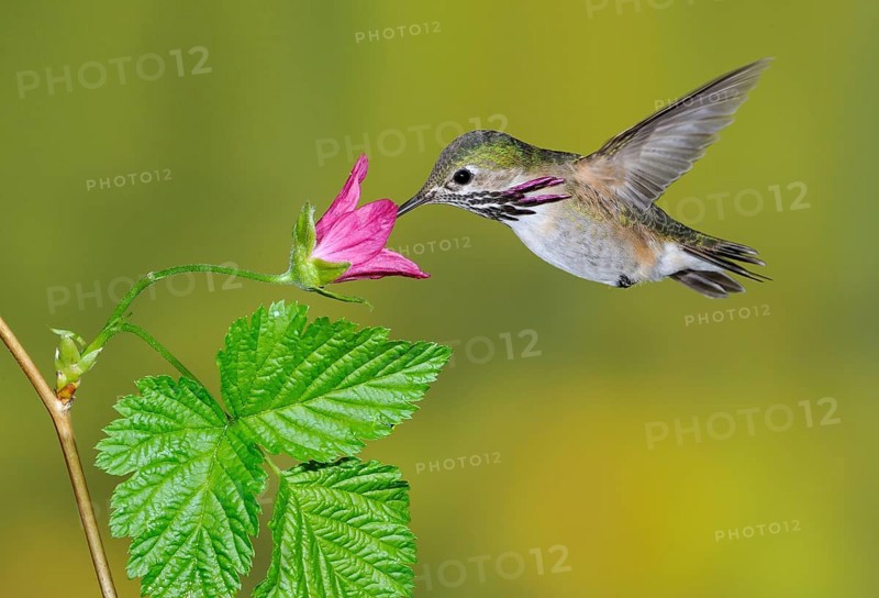 Calliope Hummingbird Male (Selasphorus calliope) - Victoria BC, Canada, North America