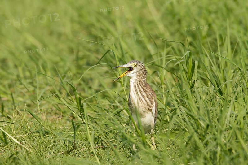 Chinese Pond Heron (Ardeola bacchus), Phetchaburi, Thailand, Asia