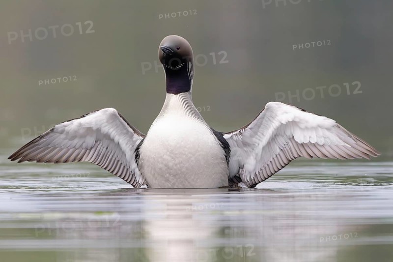 Black-throated Loon (Gavia arctica), Dalarna, Sweden, Europe