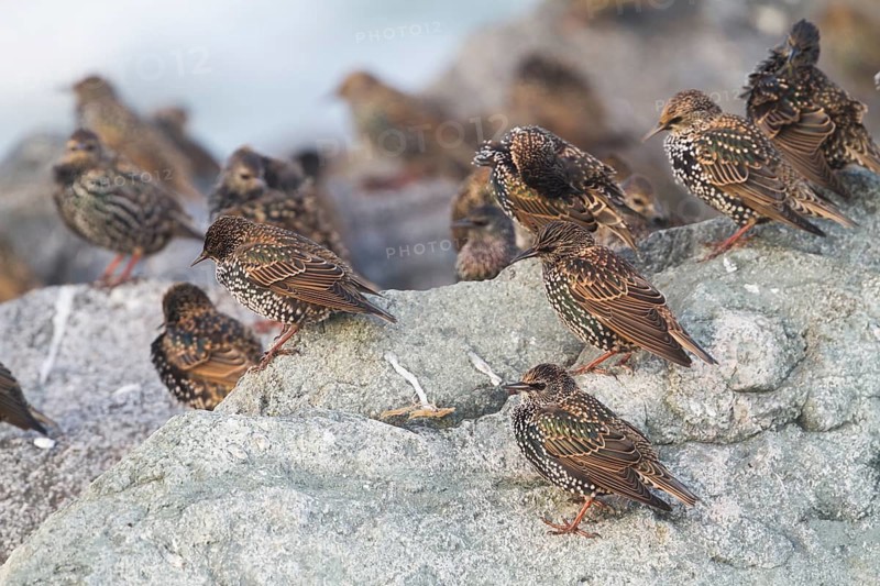 Common Starling - Star - Sturnus vulgaris ssp. vulgaris, Germany, Europe
