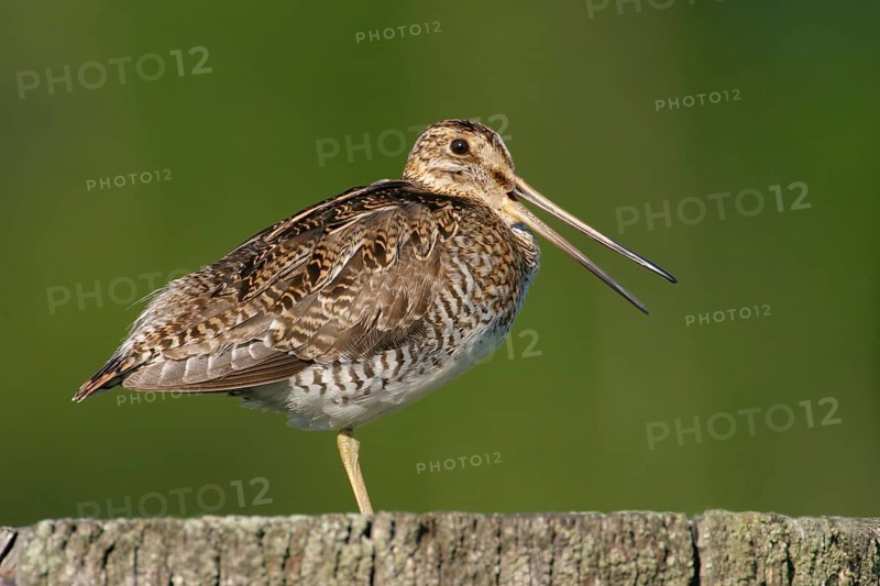 Wilson's Snipe (Gallinago delicata), Alaska, USA, North America
