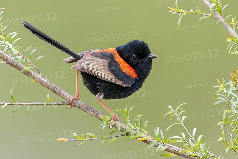 Red-backed Fairywren (Malurus melanocephalus) perched on a branch in eastern Australia