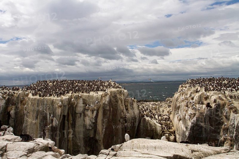 Common Murre (Uria aalge) colony, Farne Islands, United Kingdom, Europe