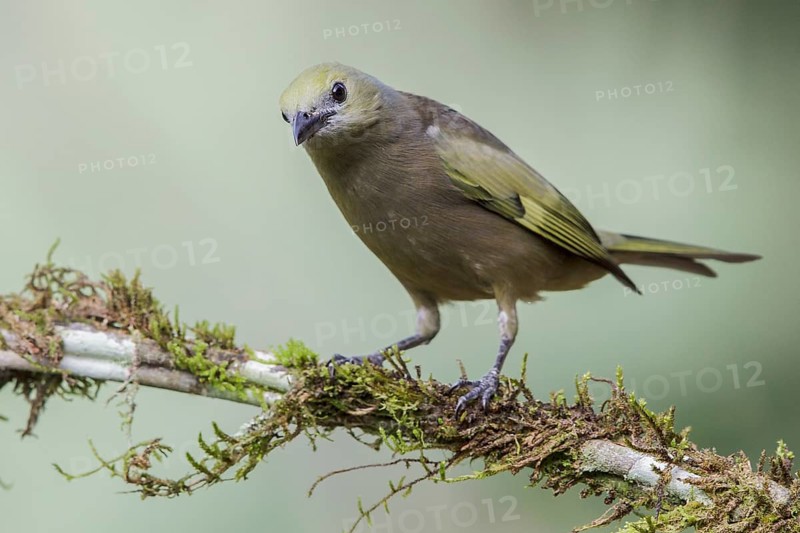 Palm Tanager (Thraupis palmarum) perched on a branch in the Atlantic rainforest of southeast Brazil
