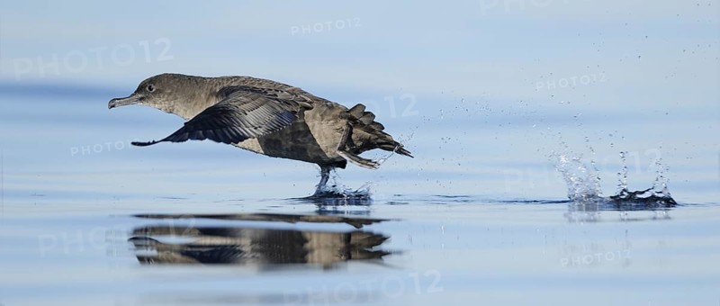 Sooty Shearwater (Ardenna grisea), British Columbia, Canada, North America