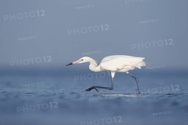White-morph Reddish Egret : Mustang Island State Park : Port Aransas, TX
