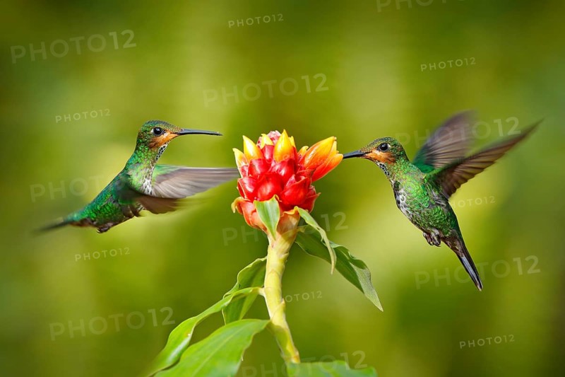 Hummingbird Green-crowned Brilliant, Heliodoxa jacula, green bird from Costa Rica flying next to beautiful red flower with clear background, habitat, action feeding scene. Two bird in the forest