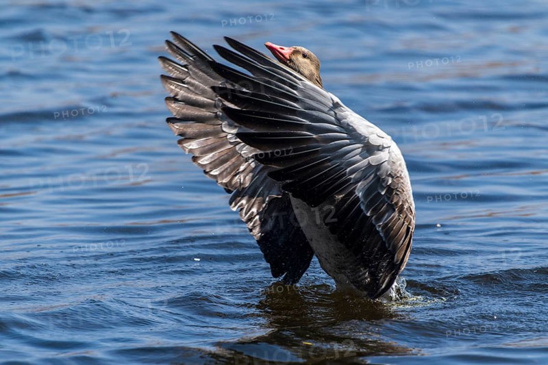 Goose spreading its wings in the water, reflecting sunbeams, Greylag Goose (Anser anser), wildlife, Germany, Europe