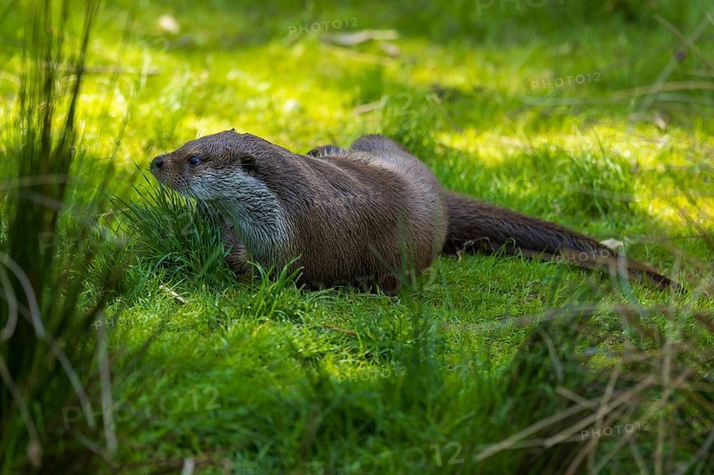 A lying otter relaxing on a green meadow, European otter (Lutra lutra), Germany, Europe