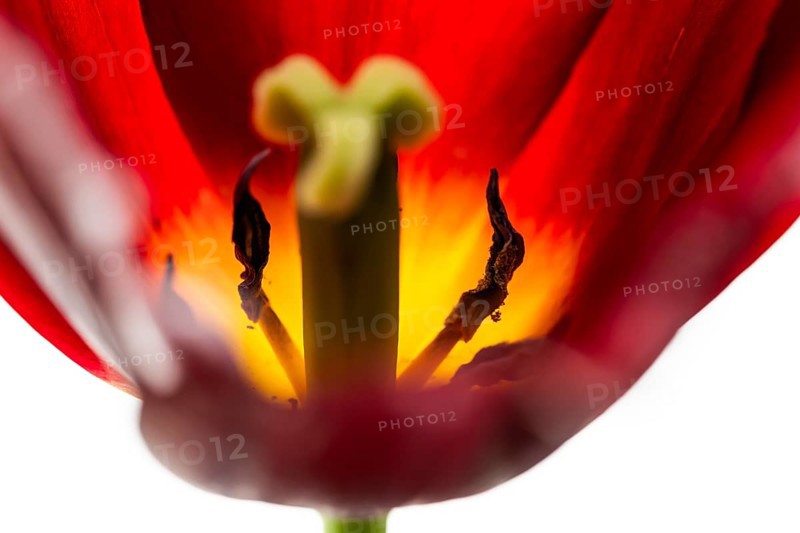 Pistil and stamens, red tulip (Tulipa)