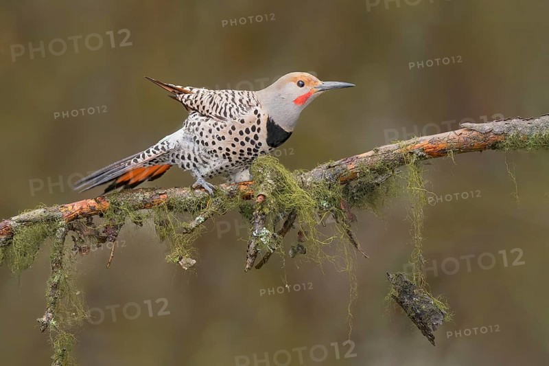 Northern Flicker (Colaptes auratus) male perched on a branch, British Columbia, Canada, North America