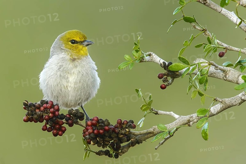 Verdin (Auriparus flaviceps), Texas, USA, North America