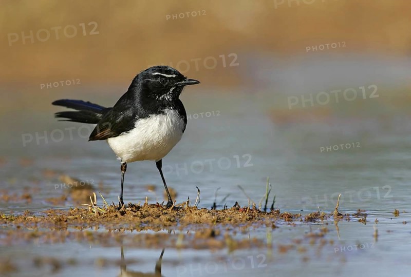 Willie Wagtail (Rhipidura leucophrys), Queensland, Australia, Oceania