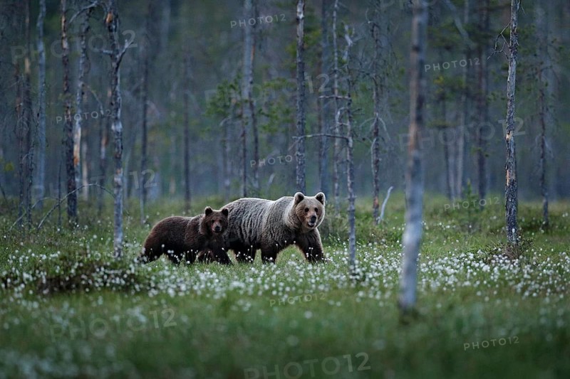 Bear family in summer cotton grass. Bear cub with mother. Beautiful animals hidden in the forest. Dangerous animals in nature forest and meadow habitat. Wildlife scene from Finland near Russian border