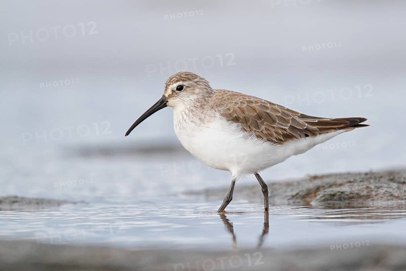 Curlew Sandpiper (Calidris ferruginea), Western Australia, Australia, Oceania