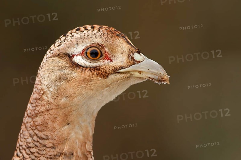 Common Pheasant (Phasianus colchicus) female, Utrecht, Netherlands