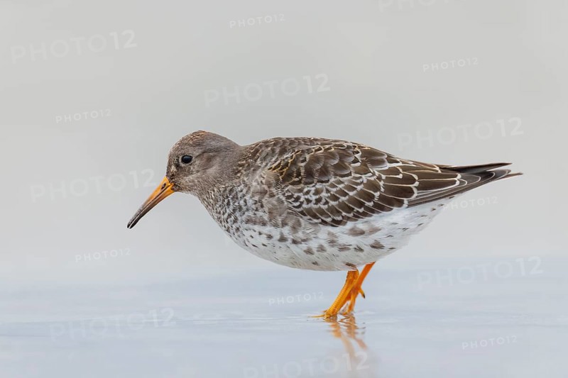 Meerstrandläufer, Calidris maritima Purple Sandpiper, Calidris maritima