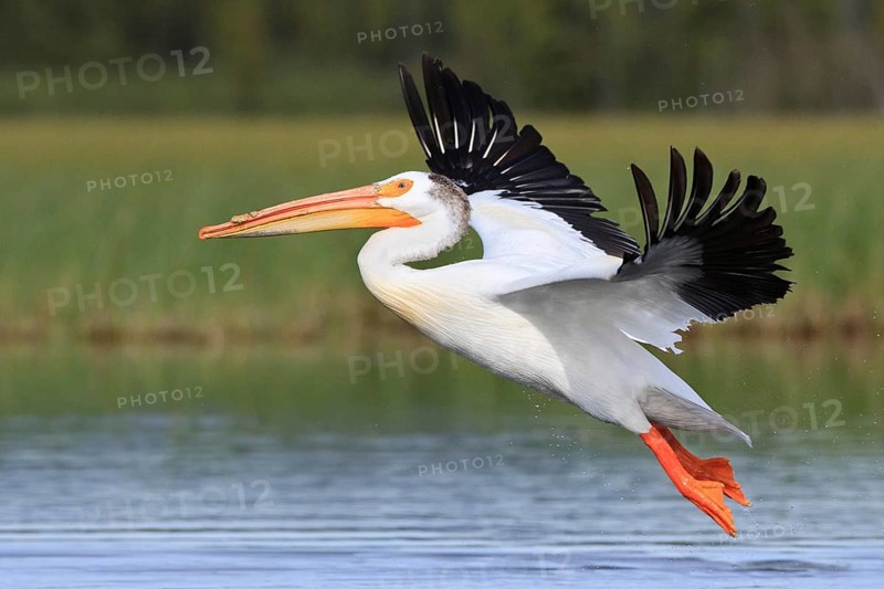 American White Pelican (Pelecanus erythrorhynchos) male flying, British Columbia, Canada, North America