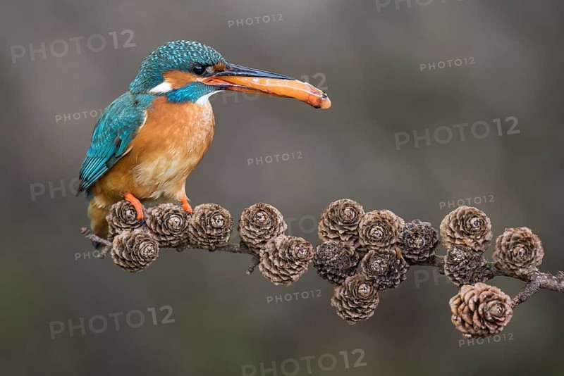 Common Kingfisher (Alcedo atthis) female perched on a branch with a fish in its beak, Lower Saxony, Germany, Europe