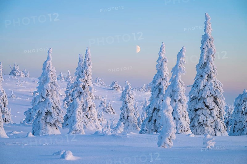 Winter landscape with snow-covered trees, Riisitunturi National Park, Posio, Lapland, Finland, Europe