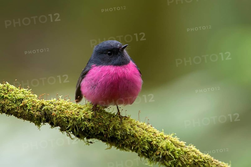 Pink Robin (Petroica rodinogaster) male perched on a mossy branch, Victoria, Australia, Oceania