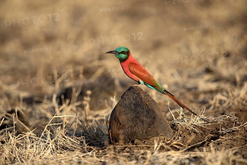 Northern Carmine Bee-eater (Merops nubicus), Aledeghi National Park, Ethiopia, Africa