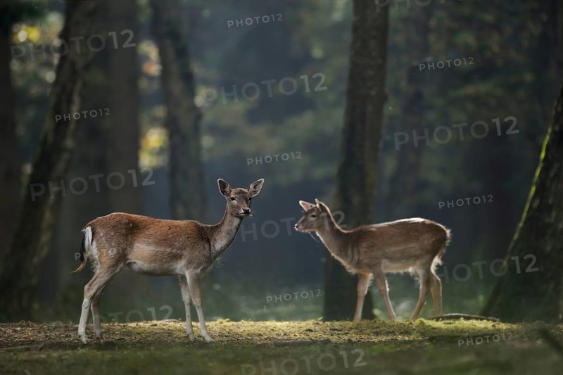 Fallow Deer (Dama dama) two female in forest, Germany, Europe