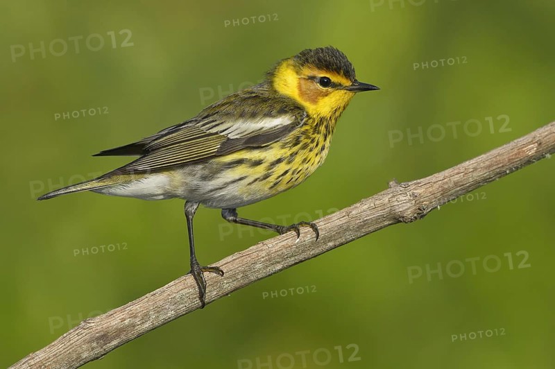 Cape May Warbler (Setophaga tigrina), Texas, USA, North America