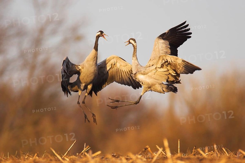 Common Crane (Grus grus), Mecklenburg-Western Pomerania, Germany, Europe
