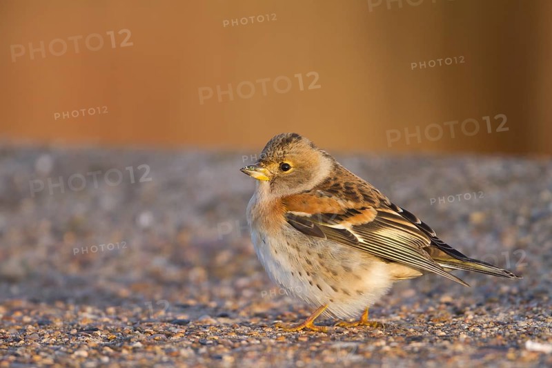 Brambling - Bergfink - Fringilla montifringilla, Germany, 1st cy male, Europe