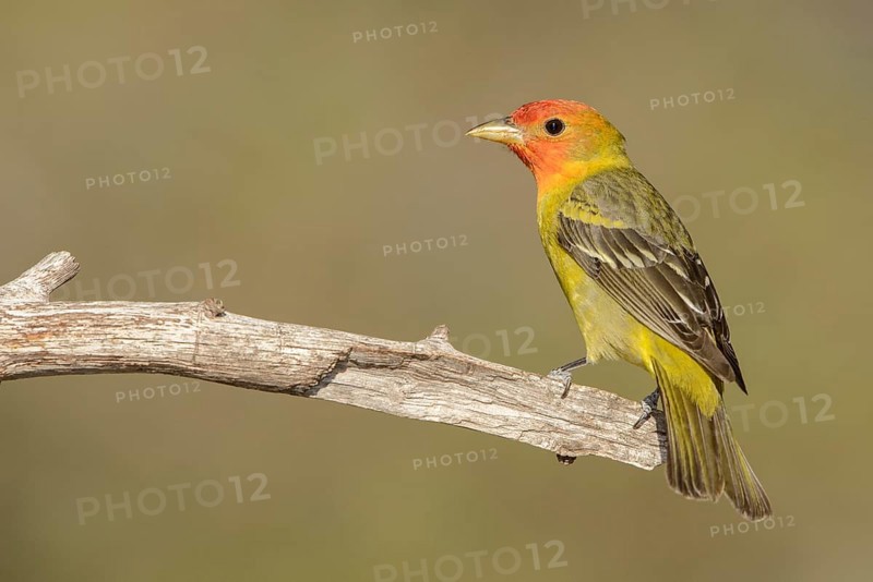 Western Tanager (Piranga ludoviciana) male, Texas, USA, North America