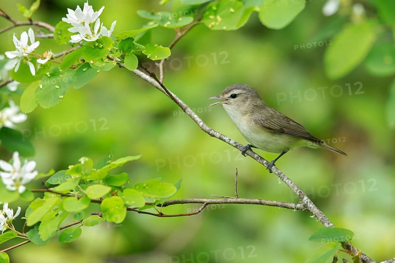 Warbling Vireo (Vireo gilvus) perched on a branch in Victoria, BC, Canada, North America