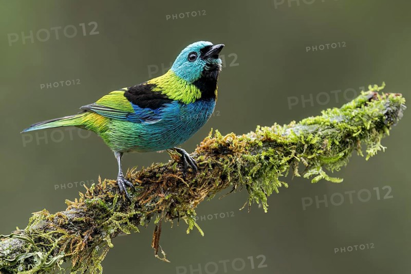 Green-headed Tanager (Tangara seledon) perched on a branch in the Atlantic Rainforest of Brazil