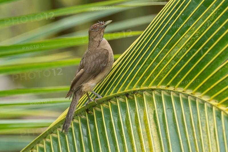 Clay-colored Thrush (Turdus grayi), Costa Rica, Central America