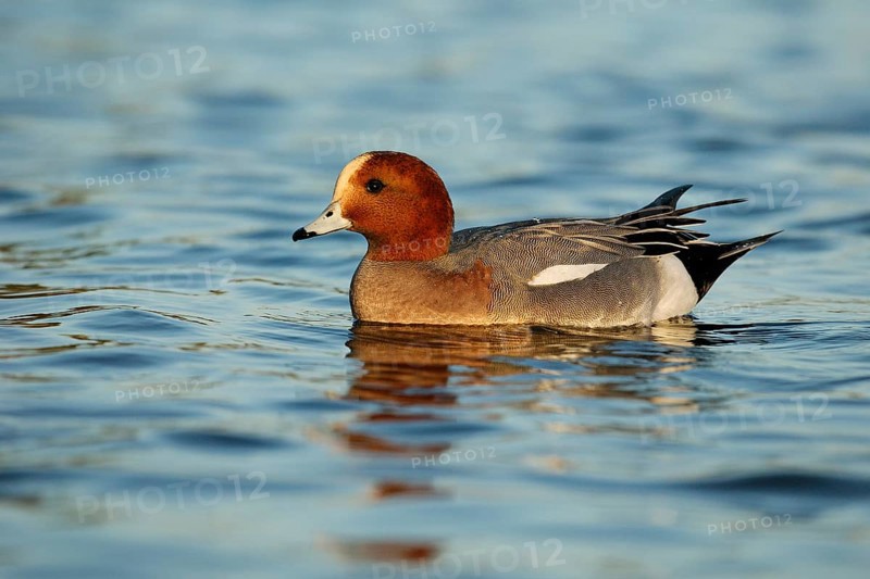 Eurasian Wigeon (Mareca penelope) male, Arizona, USA, North America