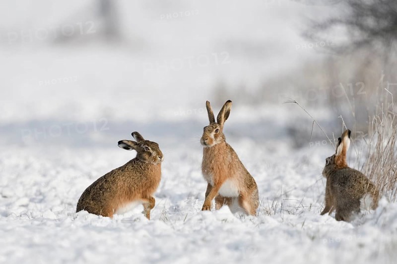 European Hare (Lepus europaeus) group in snow covered field, North Rhine-Westphalia, Germany, Europe
