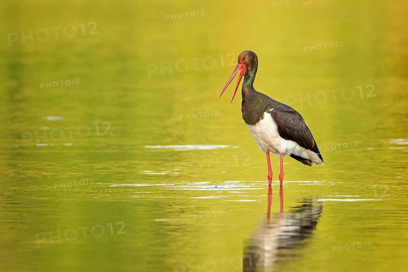 Black Stork (Ciconia nigra) foraging, Saxony-Anhalt, Germany, Europe