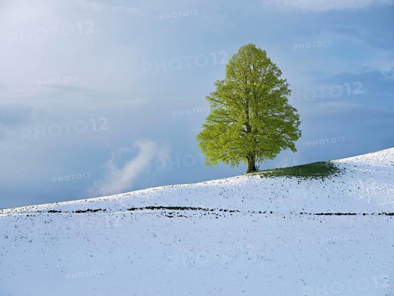 Solitary tree, lime tree (Tilia), standing on a snow-covered hill during leaf emergence, Neuheim, Canton Zug, Switzerland, Europe