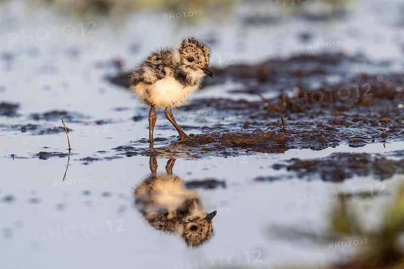 Young lapwing (Vanellus vanellus), Lower Saxony, Germany, Europe