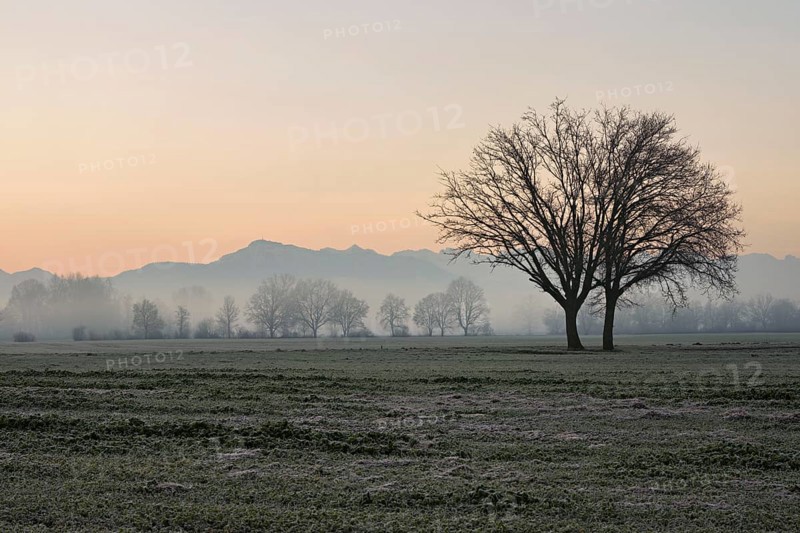 Two English oaks (Quercus robur), standing on cultivated land in the Reuss plain, Aristau, Freiamt, Canton Aargau, Switzerland, Europe