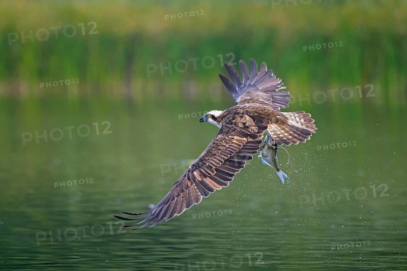 Western osprey (Pandion haliaetus) catching fish in its talons from water surface of lake in summer