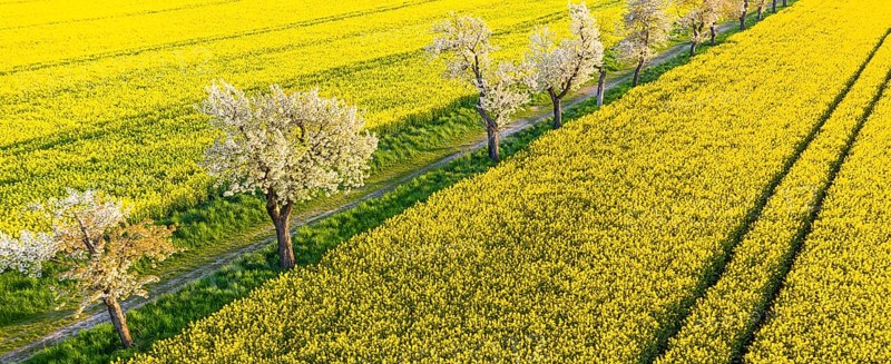 Alley with blossoming fruit trees between rape fields, aerial view in evening light, Wölkisch, Diera-Zehren, Saxony, Germany, Europe