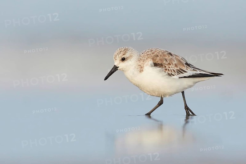 Sanderling (Calidris alba) walking on shoreline, North Holland, Netherlands