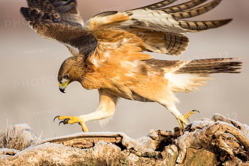 Bonelli's Eagle (Aquila fasciata) juvenile, Castile-La Mancha, Spain, Europe