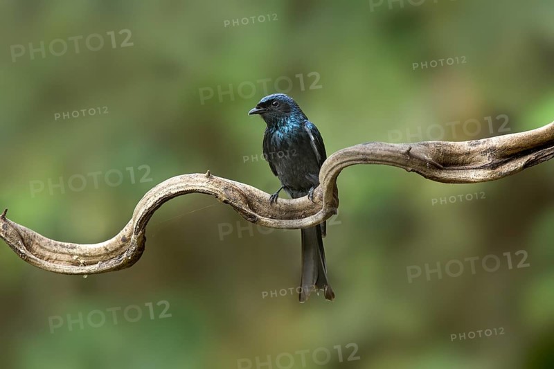 Bronzed Drongo (Dicrurus aeneus) perched on a branch, Yunnan, China, Asia