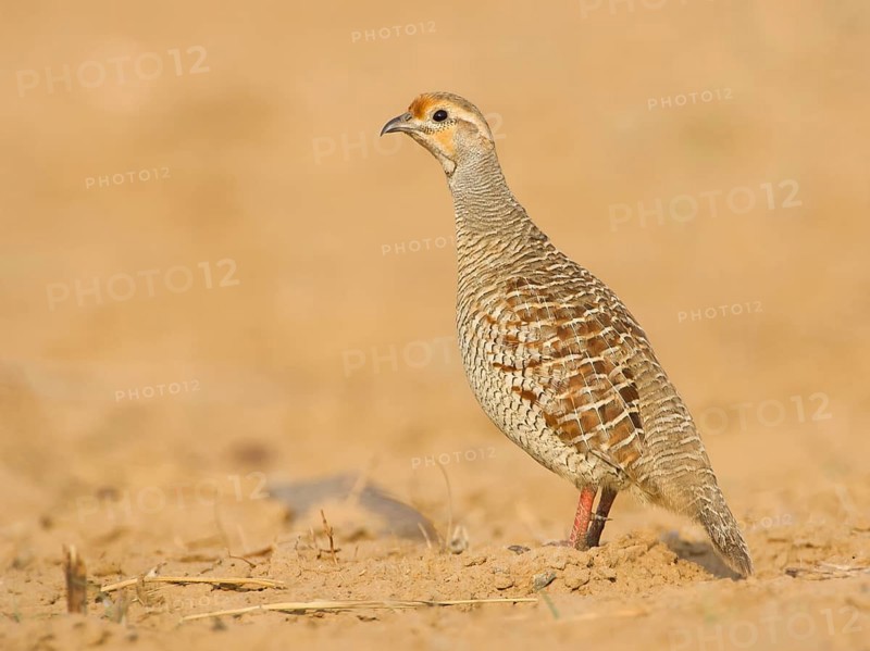 Grey Francolin (Francolinus pondicerianus) male, Rajasthan, India, Asia