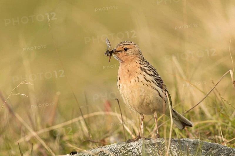 Red-throated Pipit (Anthus cervinus) with insects in its beak, Norway, Europe
