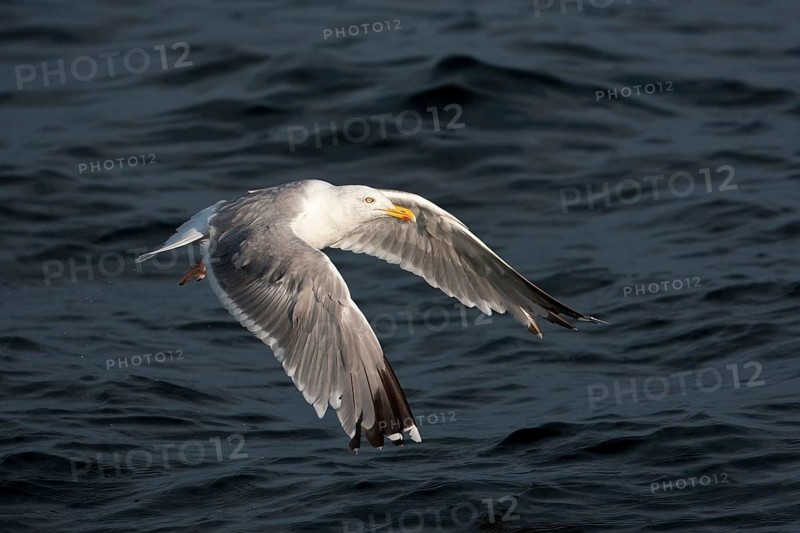 European Herring Gull (Larus argentatus) flying, Baltic Sea, Germany, Europe