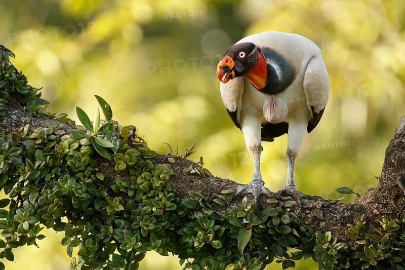 King Vulture (Sarcoramphus papa) perched on a branch, Costa Rica, Central America